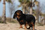 CAVALIER KING CHARLES 455